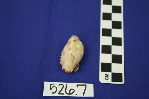 Small Conch Seashell