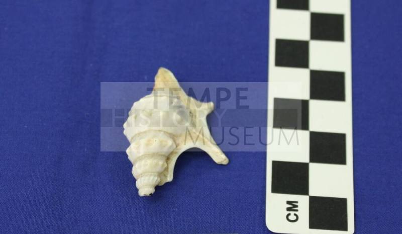 Small Conch Seashell
