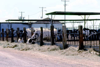 Feed Lot with Cows