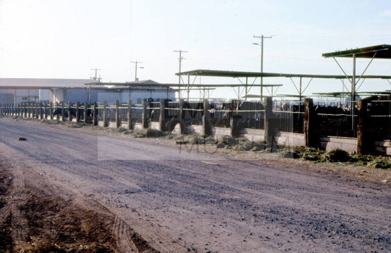 Feed Lot with Cows