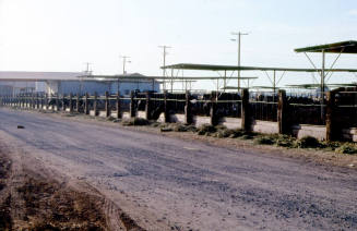 Feed Lot with Cows