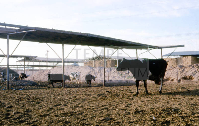Feed Lot with Cows