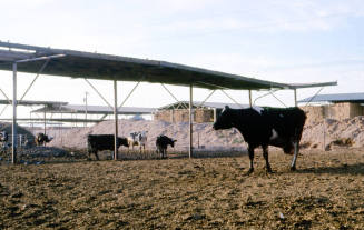 Feed Lot with Cows