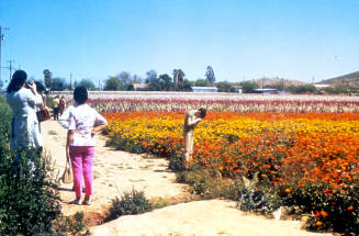 Japanese Gardens, Baseline Rd.