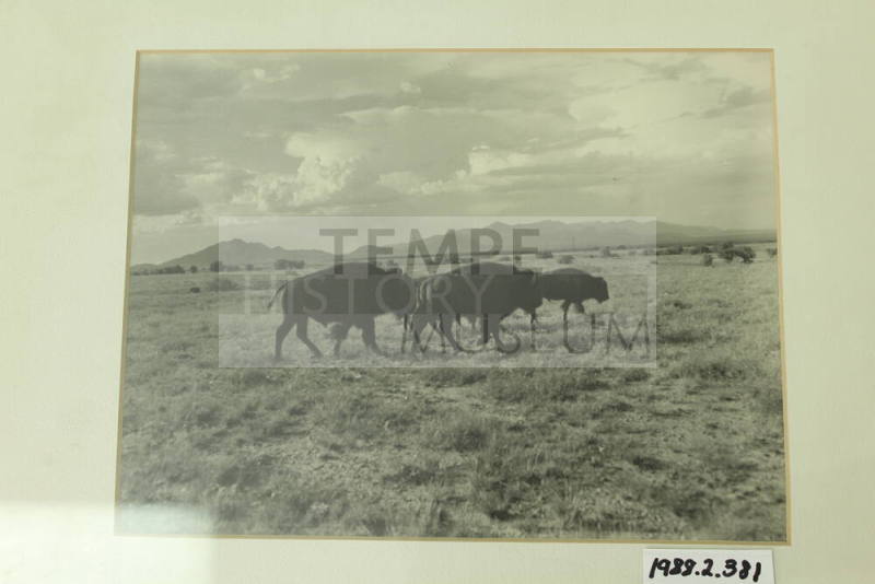 Framed, matted photographic black and white print of buffalo