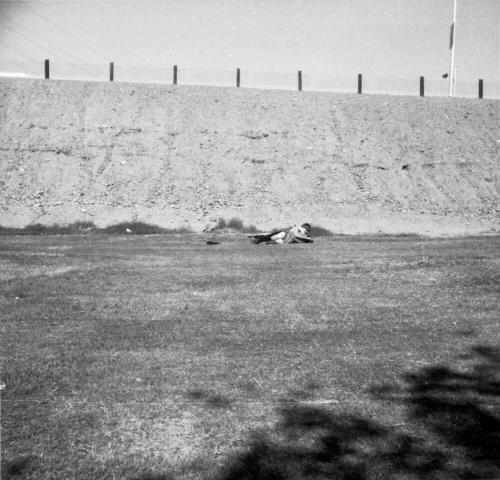A Couple on the Grass at the Love-In at Tempe Beach Park - see 2004.19.172