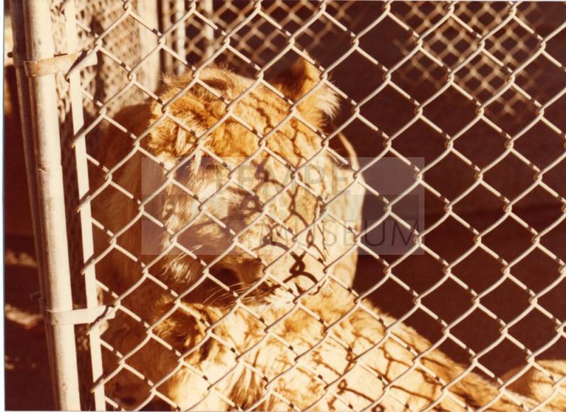Caged Lion - Hayden's Ferry Arts & Crafts Fair - 1979
