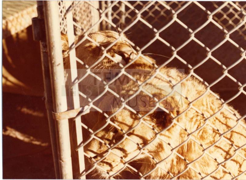 Caged Lion - Hayden's Ferry Arts & Crafts Fair - 1979