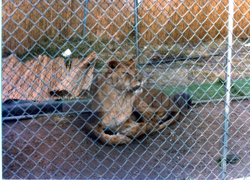 Caged Lion - Hayden's Ferry Arts & Crafts Fair - 1979