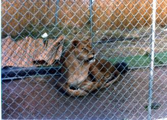 Caged Lion - Hayden's Ferry Arts & Crafts Fair - 1979