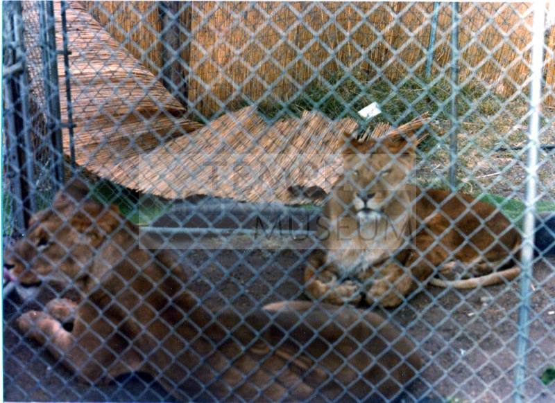 Two Lions - Hayden's Ferry Arts & Crafts Fair - 1979