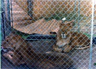 Two Lions - Hayden's Ferry Arts & Crafts Fair - 1979
