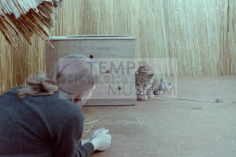 Cheetah - Hayden's Ferry Arts & Crafts Fair - 1979