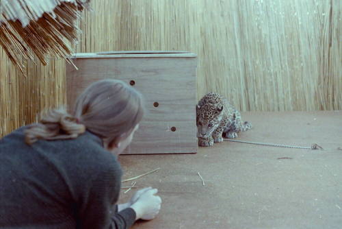 Cheetah - Hayden's Ferry Arts & Crafts Fair - 1979