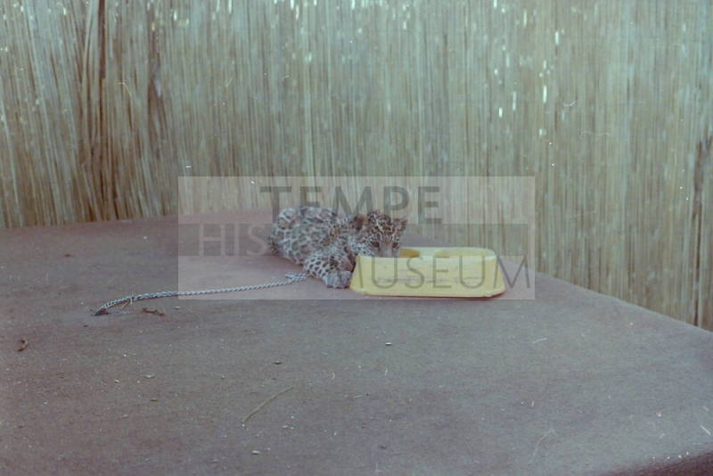 Cheetah - Hayden's Ferry Arts & Crafts Fair - 1979