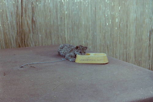 Cheetah - Hayden's Ferry Arts & Crafts Fair - 1979