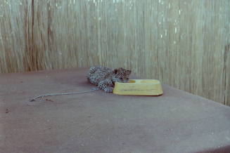Cheetah - Hayden's Ferry Arts & Crafts Fair - 1979