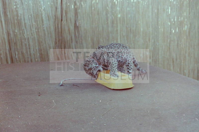 Cheetah - Hayden's Ferry Arts & Crafts Fair - 1979