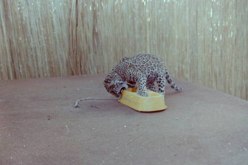 Cheetah - Hayden's Ferry Arts & Crafts Fair - 1979