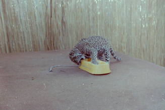 Cheetah - Hayden's Ferry Arts & Crafts Fair - 1979