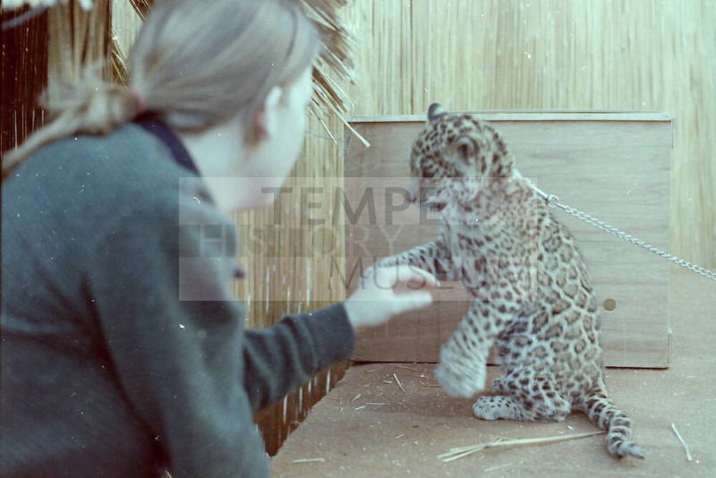 Cheetah - Hayden's Ferry Arts & Crafts Fair - 1979