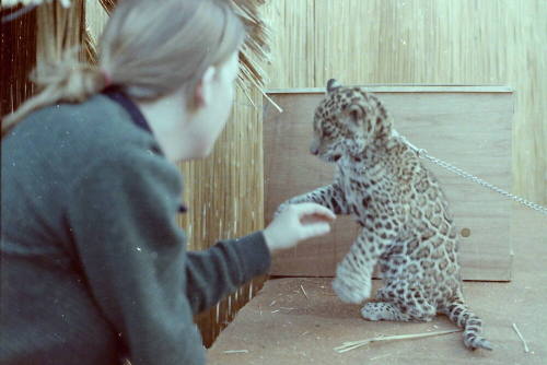Cheetah - Hayden's Ferry Arts & Crafts Fair - 1979