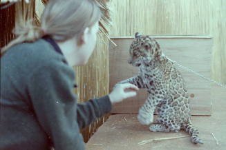 Cheetah - Hayden's Ferry Arts & Crafts Fair - 1979
