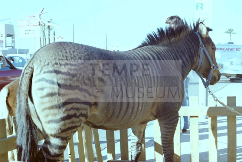 Zebra - Hayden's Ferry Arts & Crafts Fair - 1979