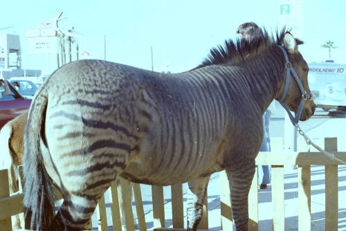 Zebra - Hayden's Ferry Arts & Crafts Fair - 1979