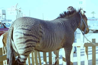 Zebra - Hayden's Ferry Arts & Crafts Fair - 1979