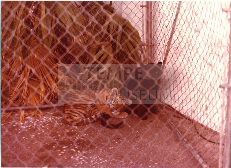 Tiger and Panther Cubs - Hayden's Ferry Arts & Crafts Fair - 1979