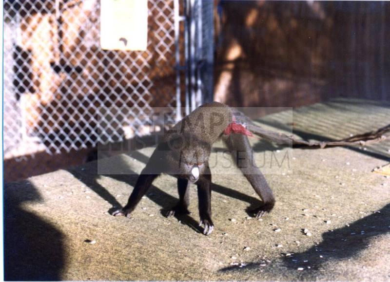 Monkey - Hayden's Ferry Arts & Crafts Fair - 1979