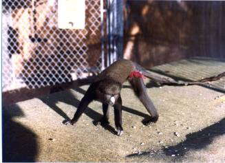 Monkey - Hayden's Ferry Arts & Crafts Fair - 1979