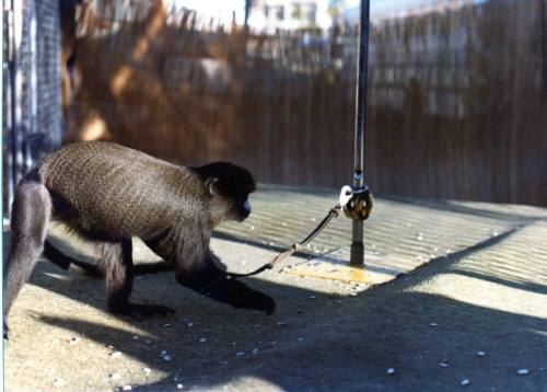 Monkey - Hayden's Ferry Arts & Crafts Fair - 1979