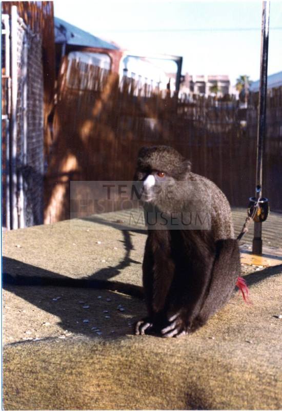 Monkey - Hayden's Ferry Arts & Crafts Fair - 1979