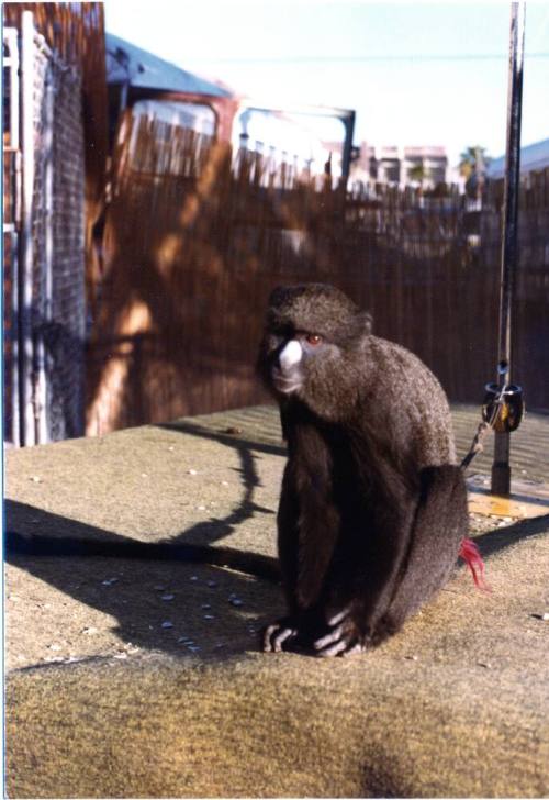 Monkey - Hayden's Ferry Arts & Crafts Fair - 1979