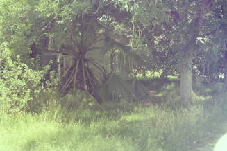 Backyard with Foliage
