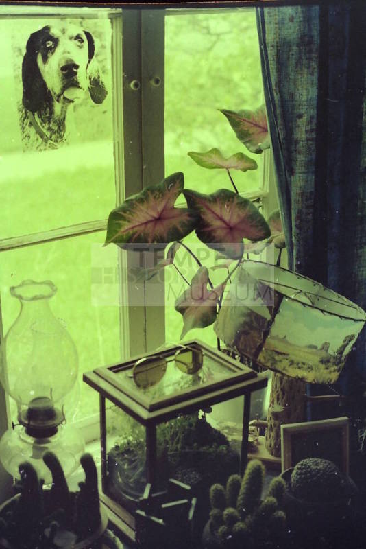 Plants Growing in Window