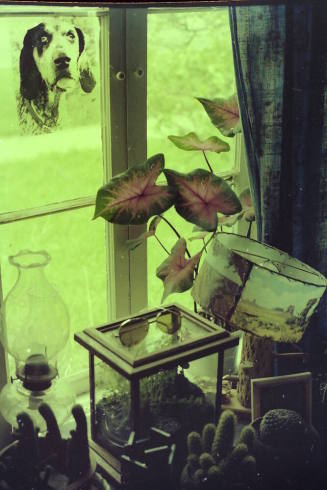 Plants Growing in Window