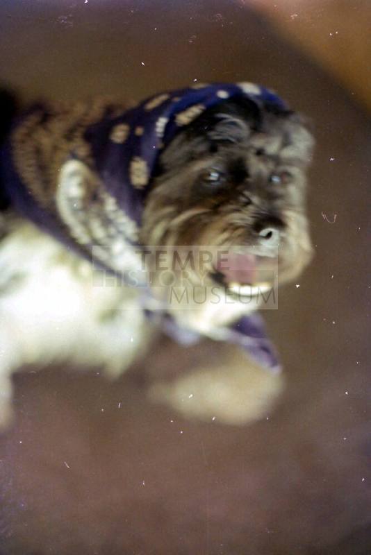 Dog Wearing Bandana