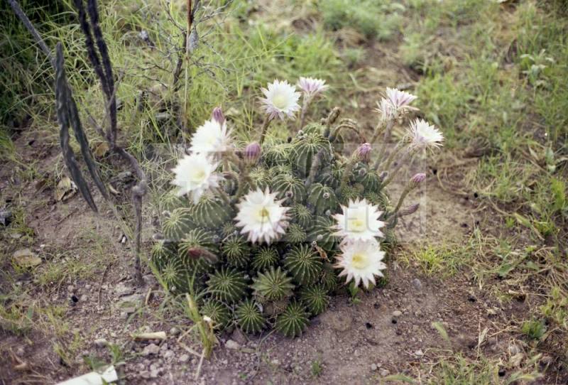 Cactus with Pink Flowers