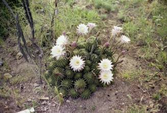 Cactus with Pink Flowers