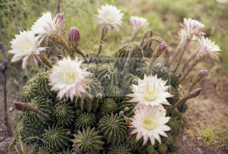 Cactus with Pink Flowers