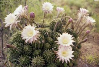 Cactus with Pink Flowers