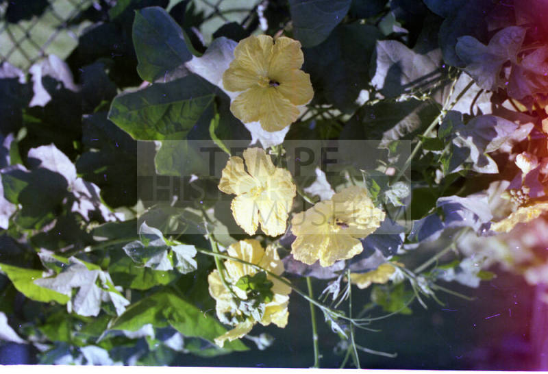 Bees on Yellow Flowers