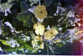 Bees on Yellow Flowers