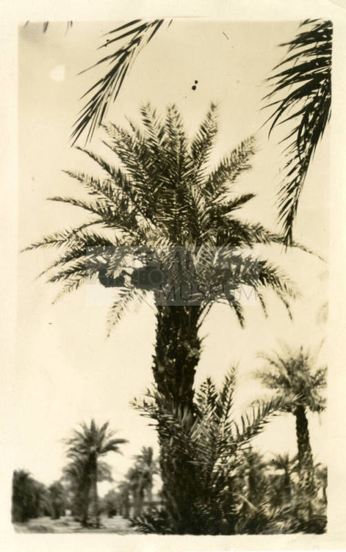 Date Palms