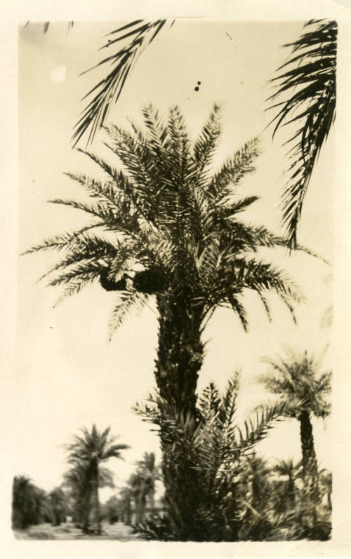 Date Palms