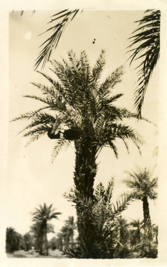 Date Palms