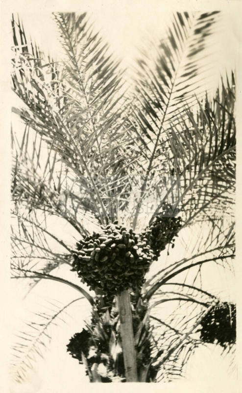 Close-up Photograph of Dates on a Date Palm Tree